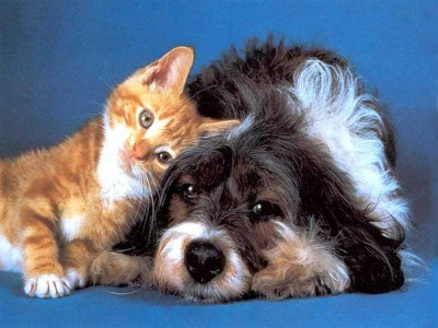 О кошке, собаке и волшебном перстне 🎧 Слушайте книги онлайн бесплатно на knigavushi.com