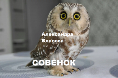 Власова Александра – Совёнок 🎧 Слушайте книги онлайн бесплатно на knigavushi.com