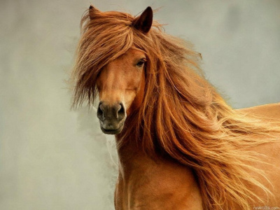 Паланик Чак – Сынишка Рыжего Султана 🎧 Слушайте книги онлайн бесплатно на knigavushi.com