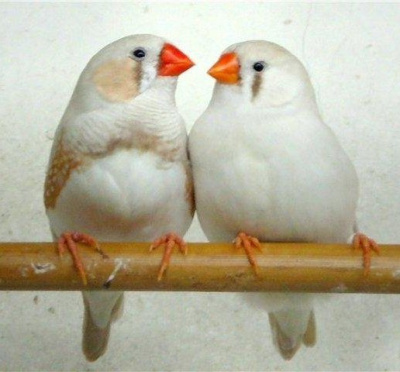 Драгунский Виктор – Белые амадины Слушайте книги онлайн бесплатно на knigavushi.com