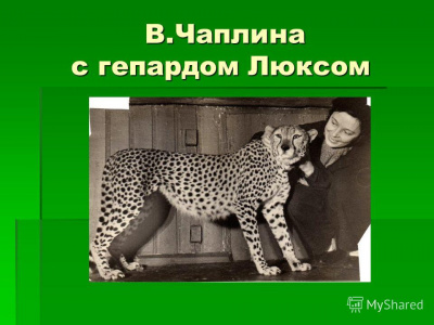 Чаплина Вера - Память зверя 🎧 Слушайте книги онлайн бесплатно на knigavushi.com